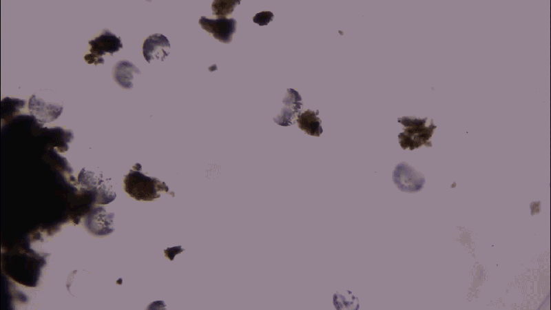 This giant microbe organizes its DNA in a surprising way